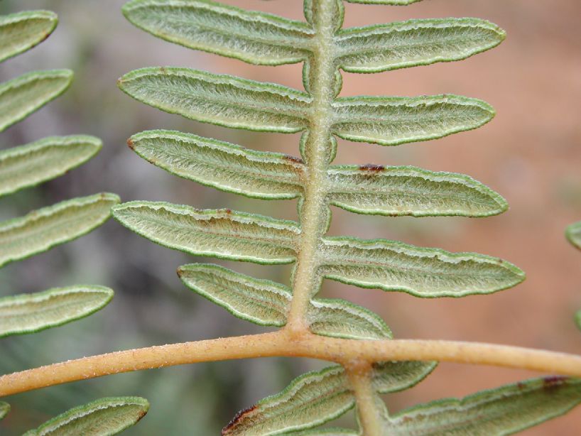 Dennstaedtiaceae Pteridium arachnoideum